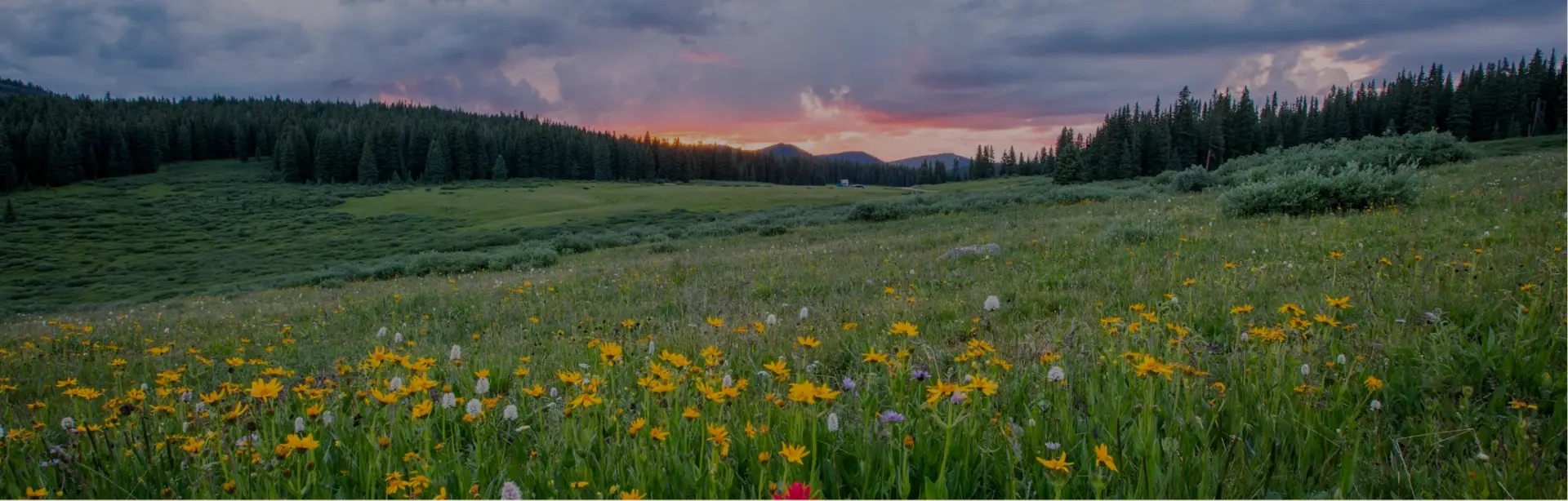A mountain meadow of wildflowers at twilight beneath a glowing sky